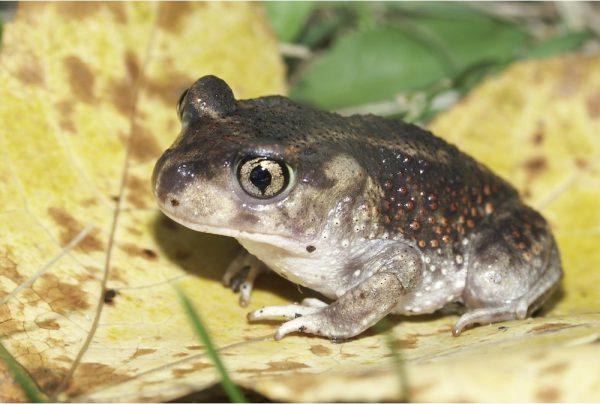 Eastern-spadefoot-Toad