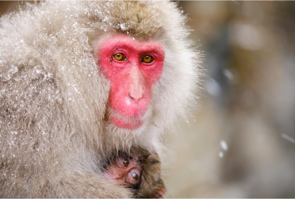 Japanese-Macaque