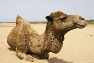 dromedary-camel