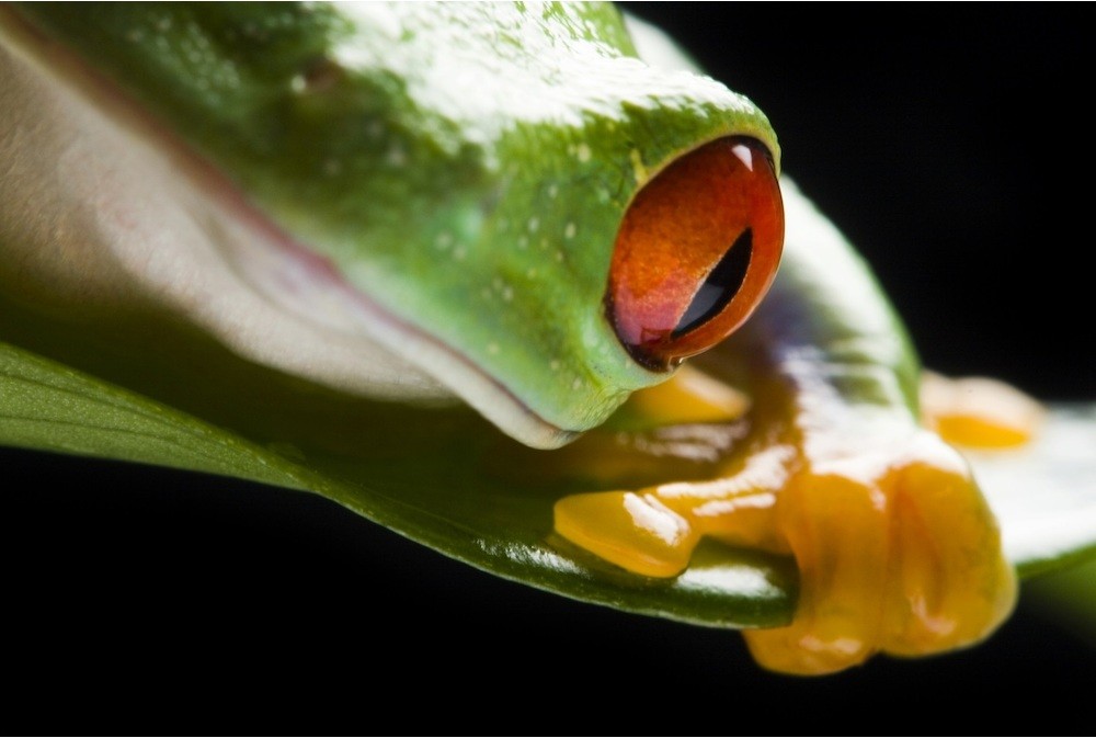 red-eye-tree-frog
