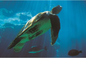 sea-turtle-
