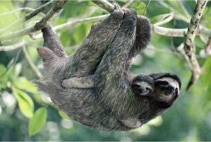 three-toed-sloth